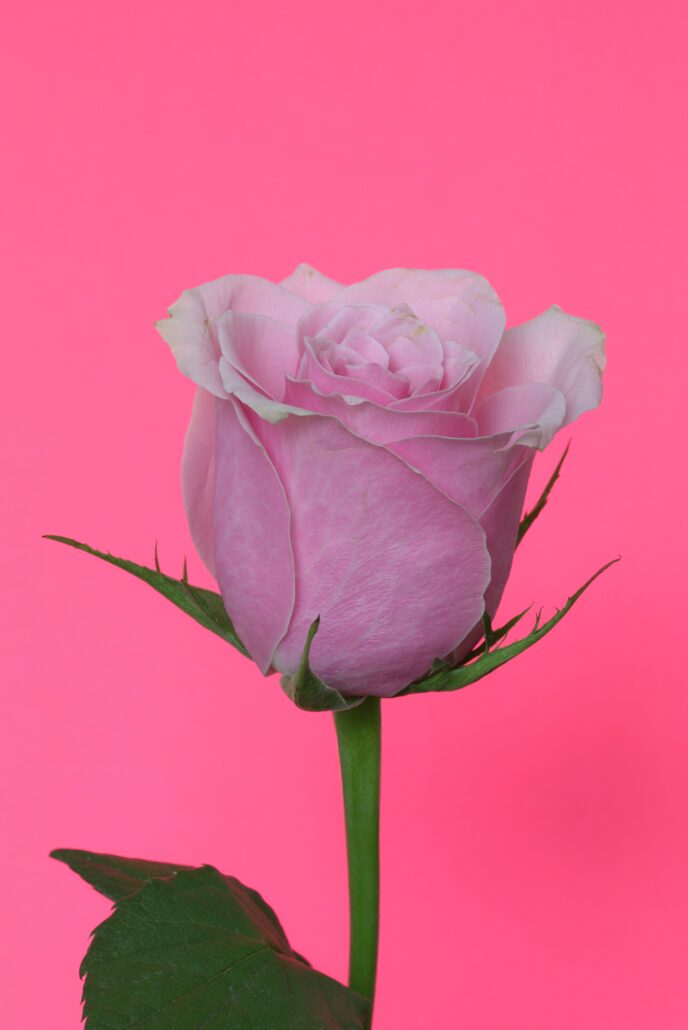 pink rose on pink background