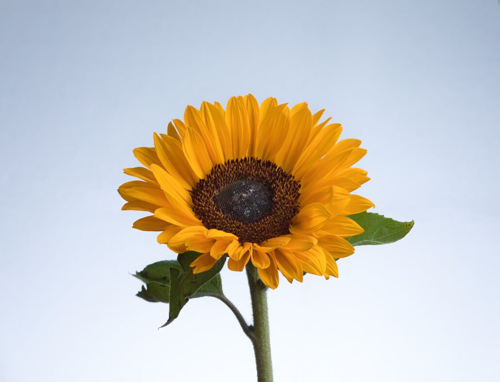 Sunflower on white background