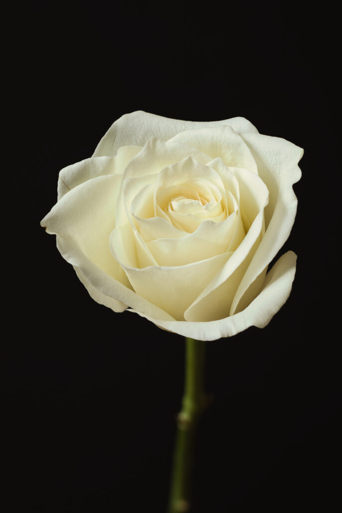 White rose on black background