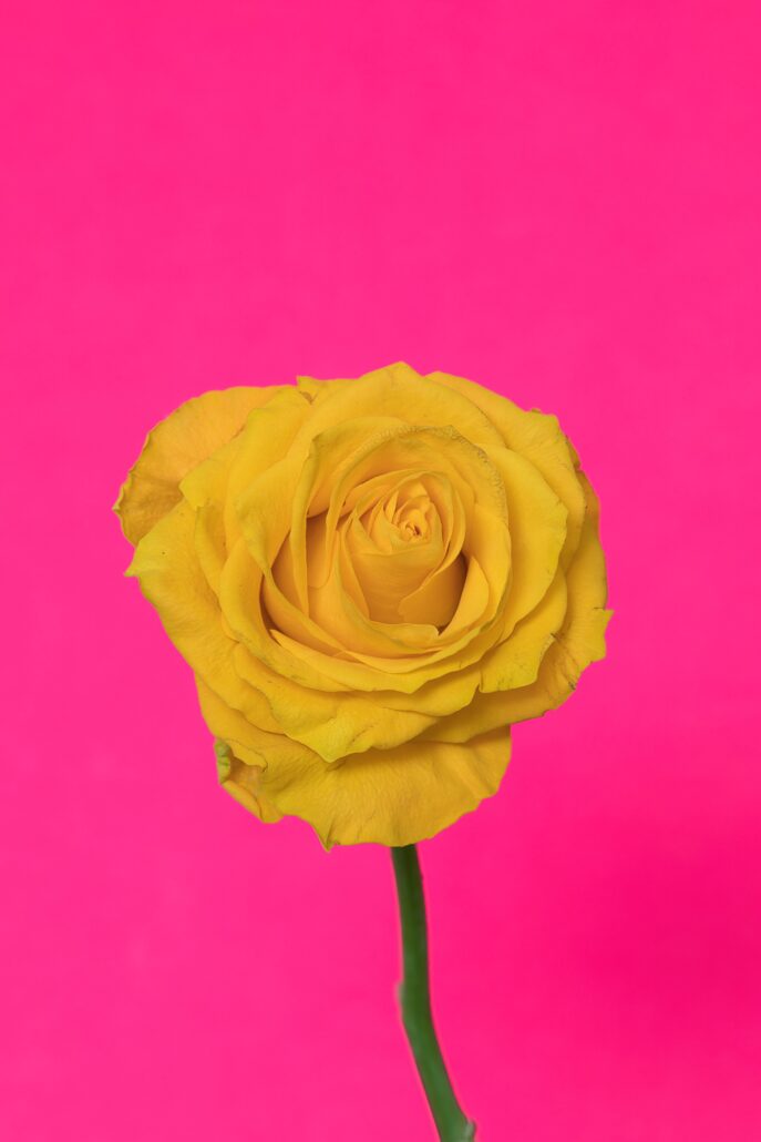 Yellow rose on pink background